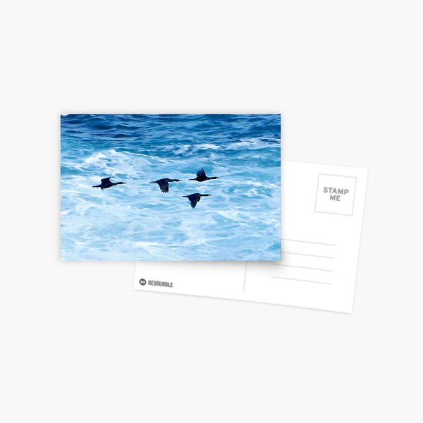 Cormorants Skimming the Waves off Inishmore Postcard