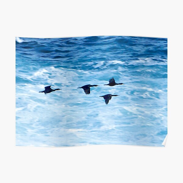 Cormorants Skimming the Waves off Inishmore Poster