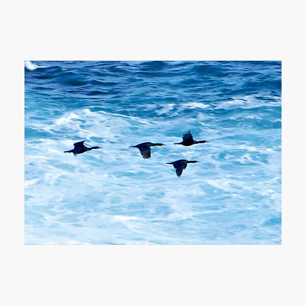 Cormorants Skimming the Waves off Inishmore Photographic Print