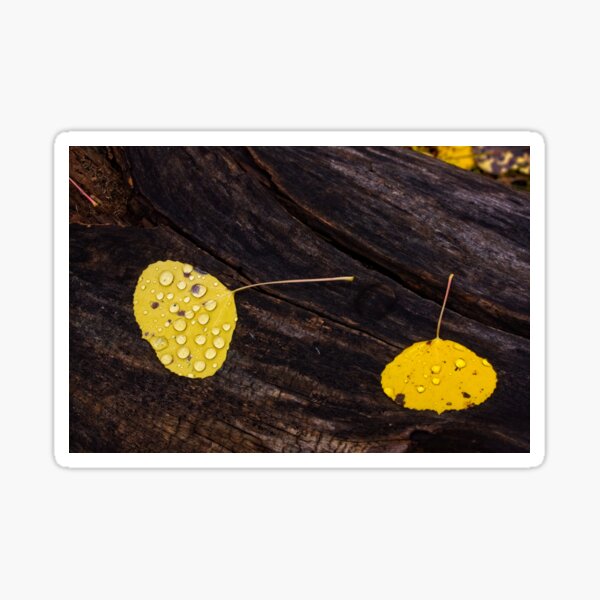 Yellow aspen leaves on a log Sticker
