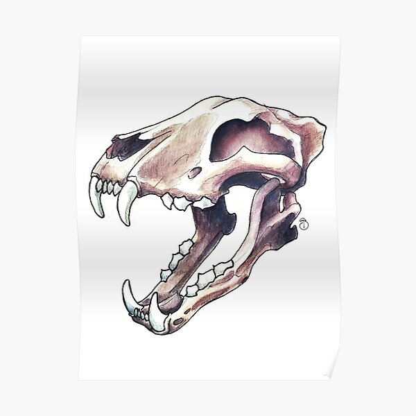&ldquo;Grizzly Skull&rdquo; Poster for Sale by wildstudioart | Redbubble