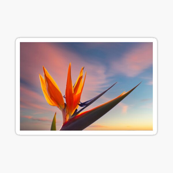 Bird of Paradise flower at sunset Sticker