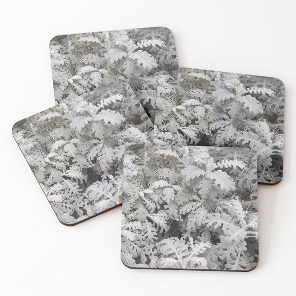 Item preview, Jacobaea Maritima Plant Photography designed and sold by SarahSison.