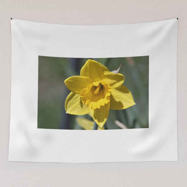 Item preview, Dazzling Daffodil designed and sold by stephenralph.