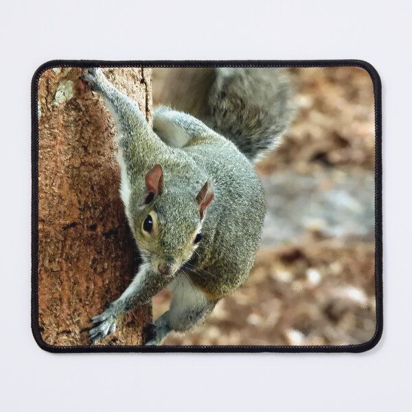 Item preview, Cute Squirrel #0013 designed and sold by Jeffrey Mask.