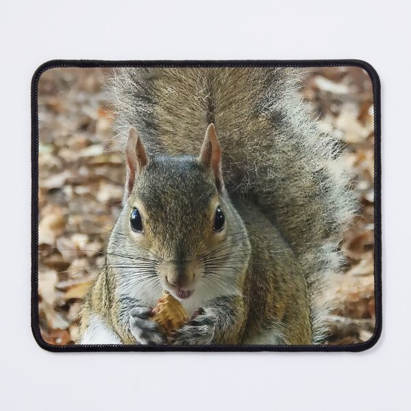 Item preview, Cute Squirrel #0014 designed and sold by Jeffrey Mask.