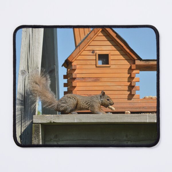 Item preview, Canadian Squirrel eating a peanut in front of a bird feeder on a children's swingset designed and sold by AlishaWatson.