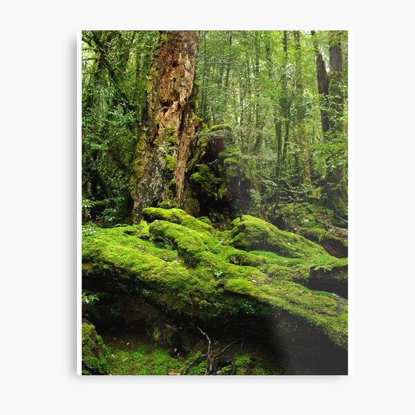 Enchanted Forrest - Tasmania Metal Print