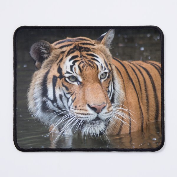 Item preview, Cat Bath designed and sold by Jacquelie.