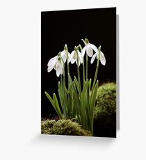 Snowdrop Flowers Grußkarte