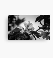 Flower macro Canvas Print
