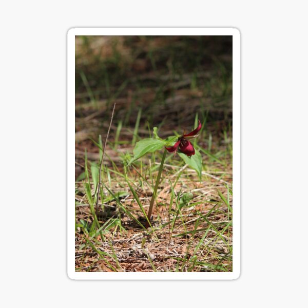 spring messenger Sticker