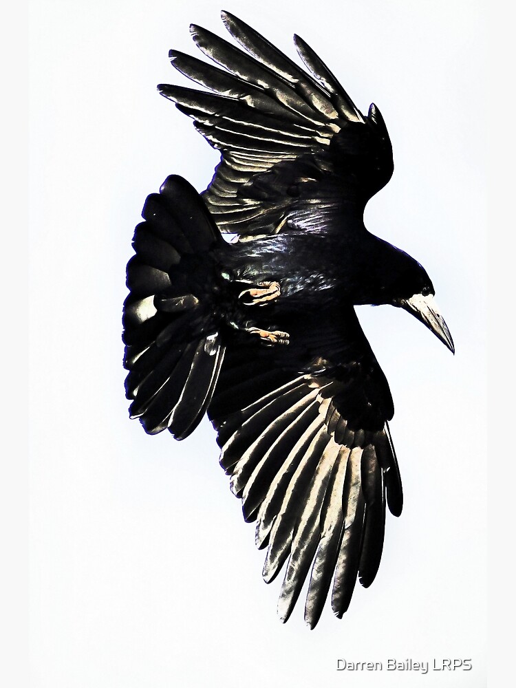 Thumbnail 7 of 7, Framed Art Print, Huginn designed and sold by DBailey.