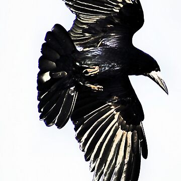 Artwork thumbnail, Huginn by Darren Bailey LRPS