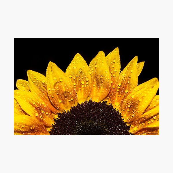 Happiness is Yellow Photographic Print