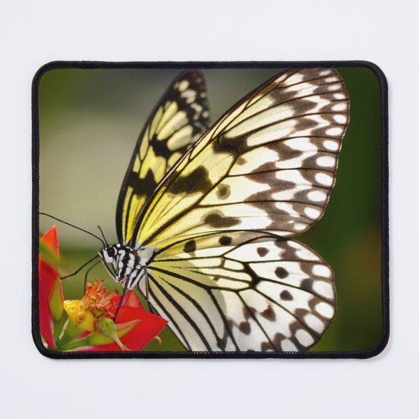 Item preview, Rice Paper Butterfly on Flowering Plant designed and sold by richardbryce.