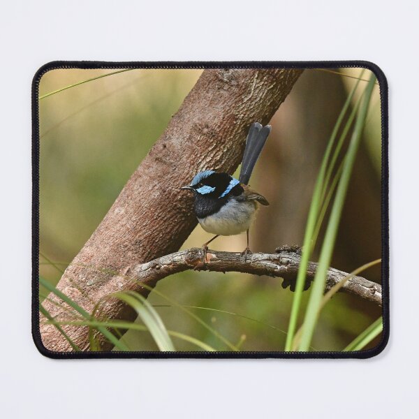 Item preview, Superb Fairy-wren male 3 designed and sold by quentinjlang.