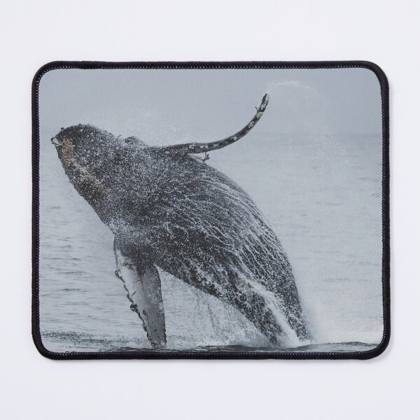 Item preview, whale breaching,beautifull image of a whale in it's natural environment designed and sold by ydsdesigns.