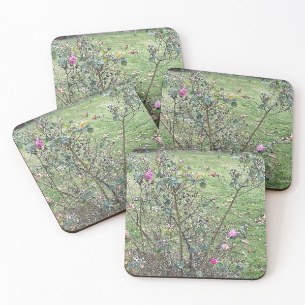 Item preview, Rose bush designed and sold by Beautyqueens Beautys.