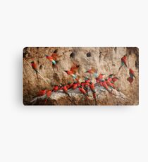 Carmine Bee-eaters Metal Print