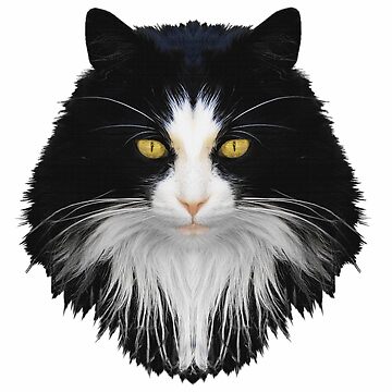 Cat black white long hair, cat face, cat head, cute cat print
