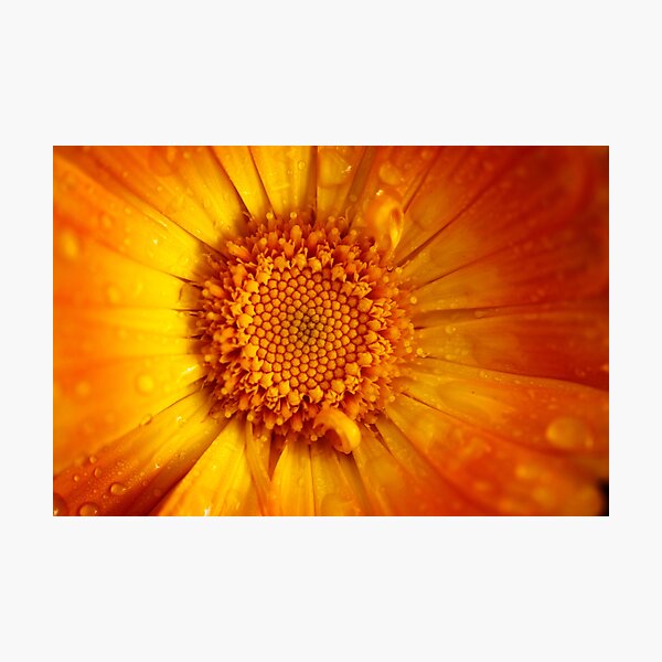 orange calendula after rain Photographic Print
