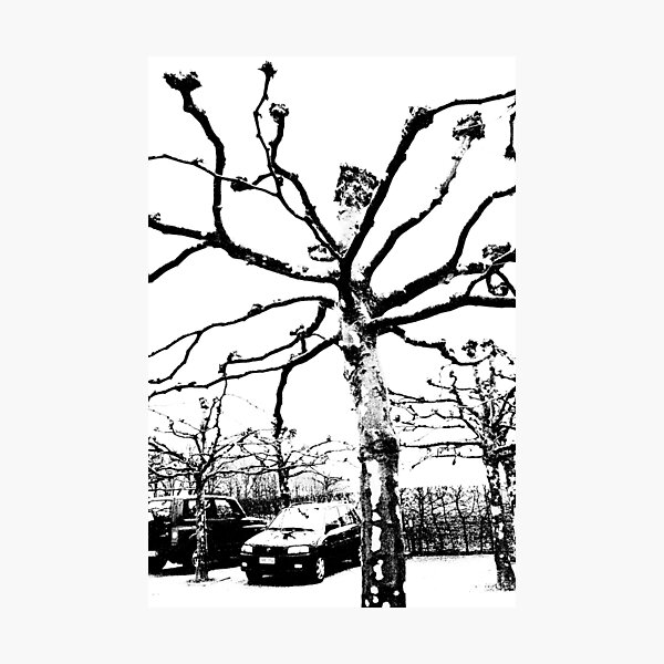 Pollard Photographic Print