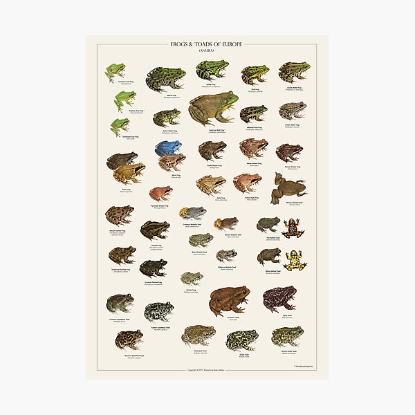 Frogs & Toads of Europe Photographic Print