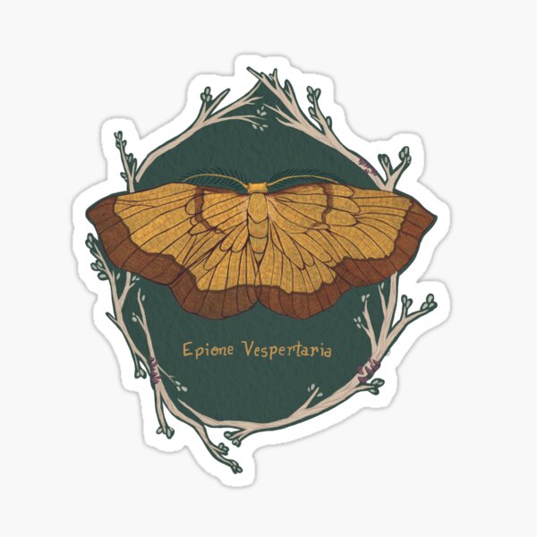 Moth Art | Dark Bordered Beauty Moth Sticker
