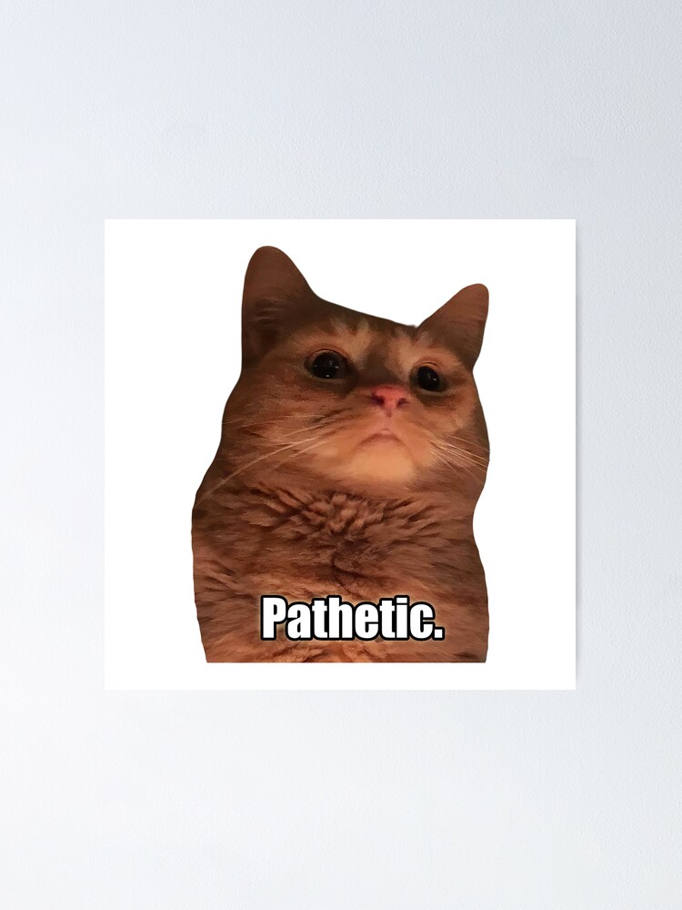 HD Pathetic Cat Meme Face | Poster