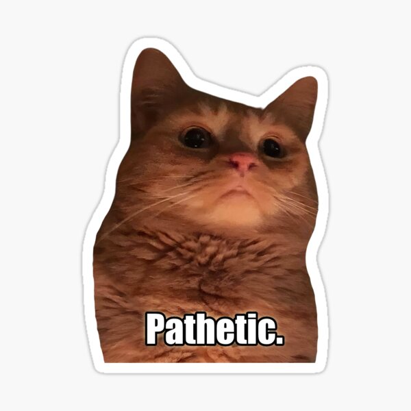 HD Pathetic Cat Meme Face | Poster