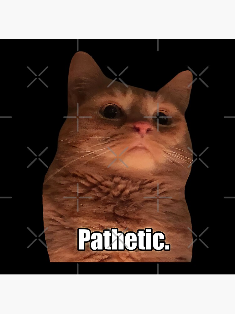 HQ Pathetic Cat Meme Cursed Face | Poster