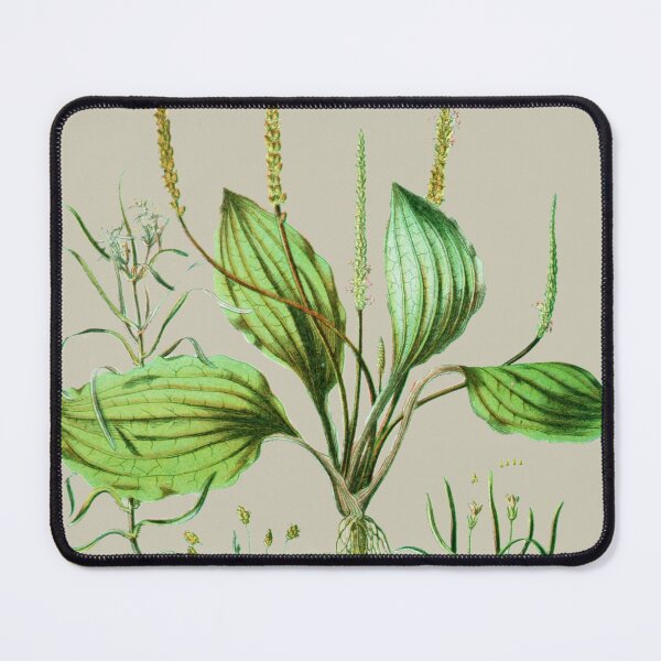 Item preview, Plantaginaceae designed and sold by Asok Mukhopadhyay.