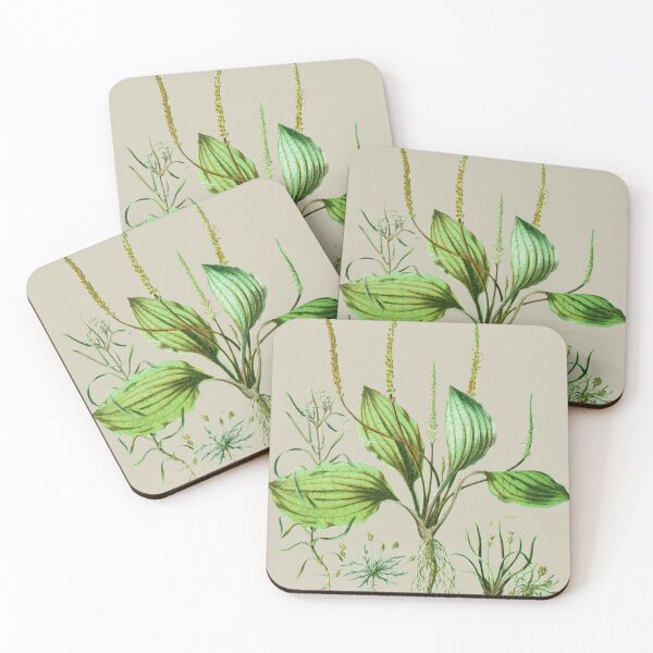 Item preview, Plantaginaceae designed and sold by Asok Mukhopadhyay.