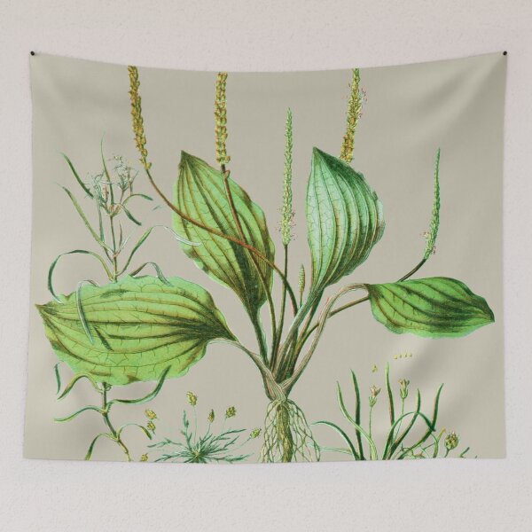 Item preview, Plantaginaceae designed and sold by Asok Mukhopadhyay.