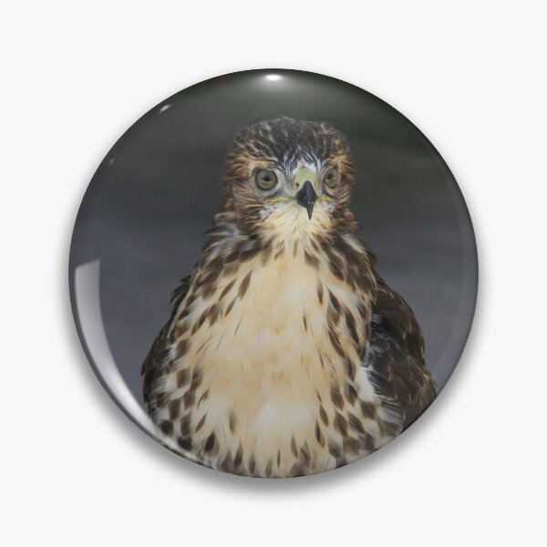 Item preview, Broad Winged Hawk 2  designed and sold by heatherfriedman.