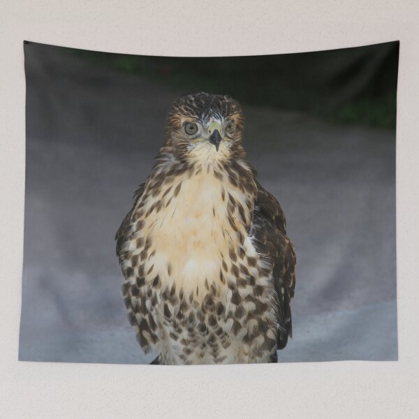Item preview, Broad Winged Hawk 2  designed and sold by heatherfriedman.