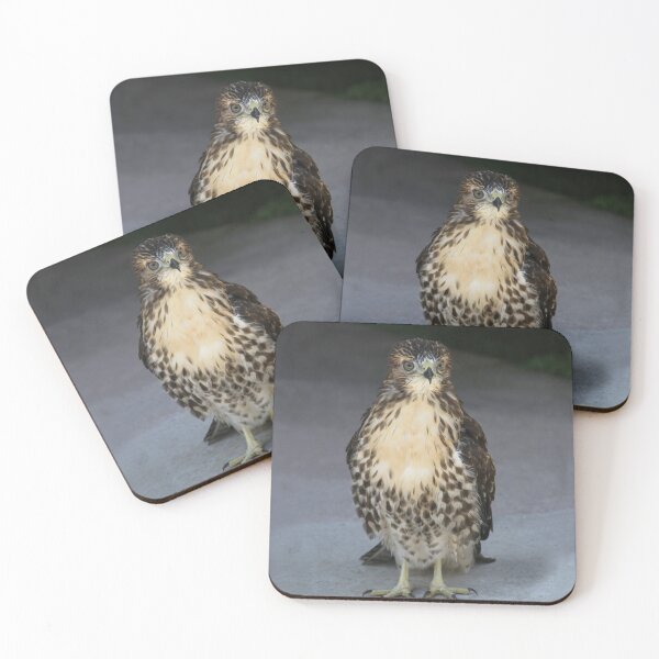 Item preview, Broad Winged Hawk 2  designed and sold by heatherfriedman.