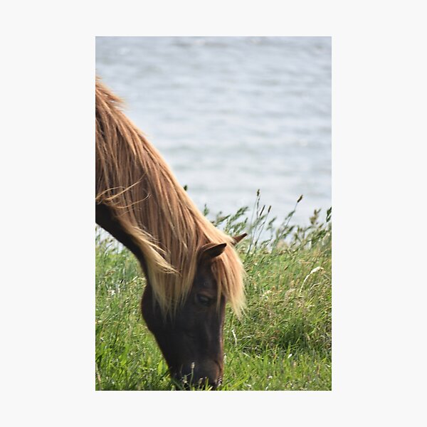 Item preview, Assateague pony grazing designed and sold by Alexis Emerson.
