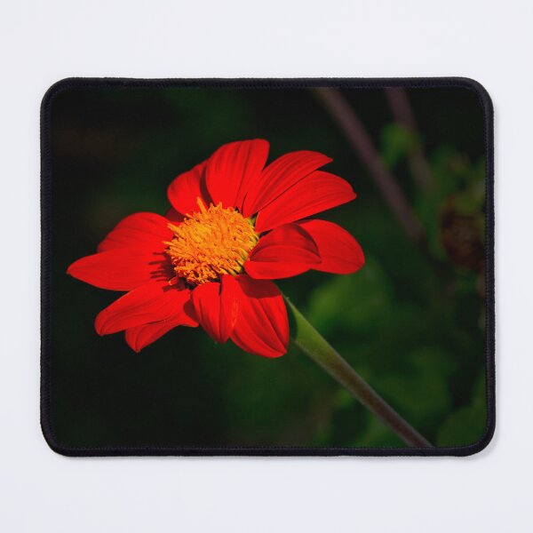 Item preview, A Quimbaya Cornflower designed and sold by alabca.