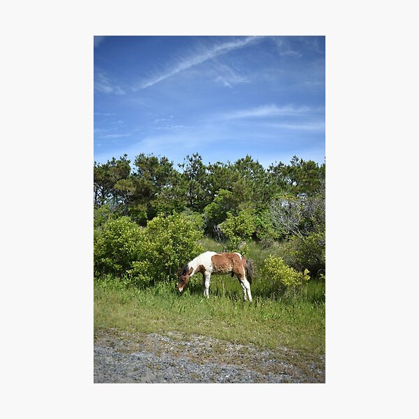 Item preview, Baby Assateague pony designed and sold by Alexis Emerson.