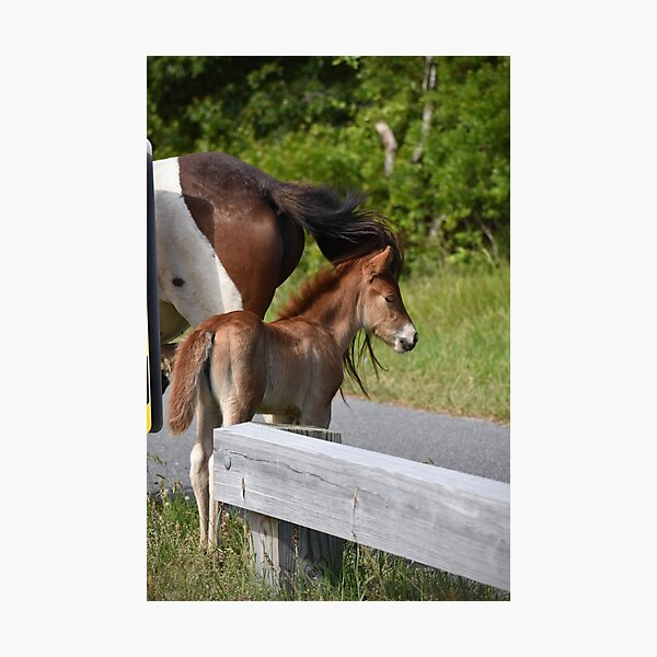 Item preview, Baby Assateague pony designed and sold by Alexis Emerson.