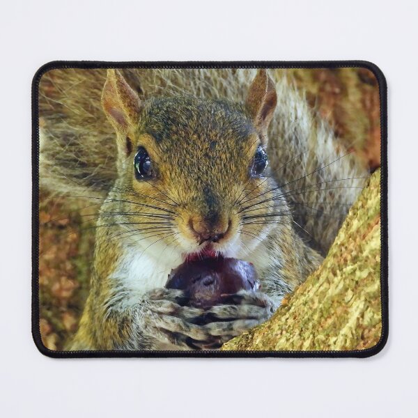 Item preview, Cute Squirrel #0020 designed and sold by Jeffrey Mask.