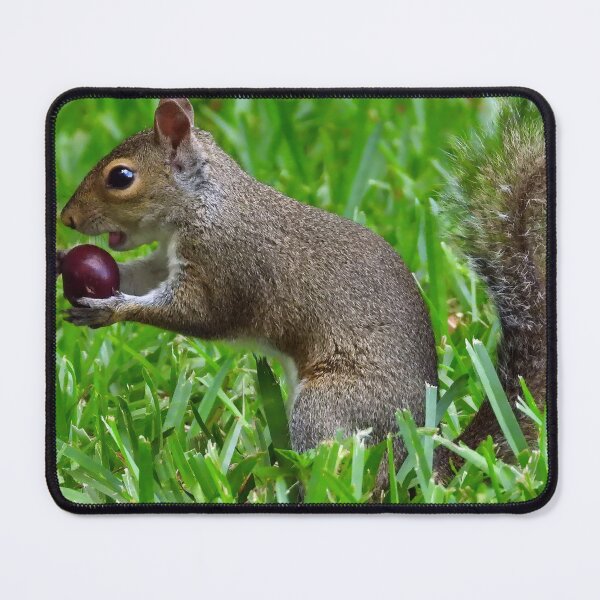 Item preview, Cute Squirrel #0021 designed and sold by Jeffrey Mask.