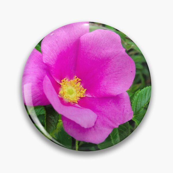 Item preview, Vivid Pink Dog-Rose - Rosa Canina designed and sold by Dorset Girl.