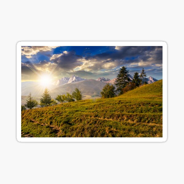 spruce forest on grassy hillside in tatras at sunset Sticker