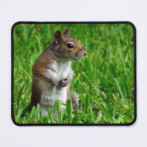 Item preview, Cute Squirrel #0025 designed and sold by Jeffrey Mask.