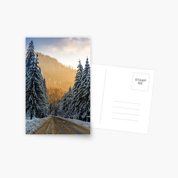 snowy road through spruce forest at sunset Postcard