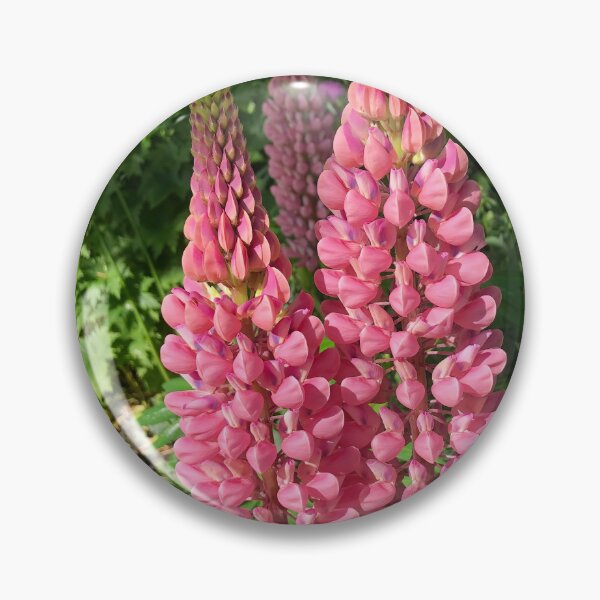Item preview, Lupins in Sunshine designed and sold by Violaman.