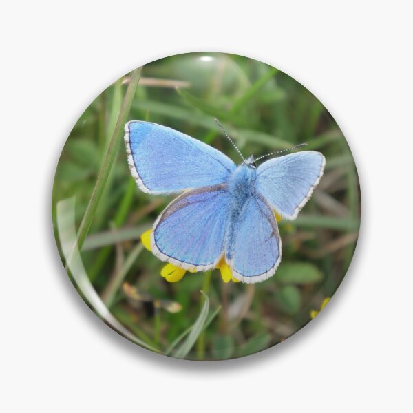 Item preview, Adonis Blue designed and sold by woolleyfir.